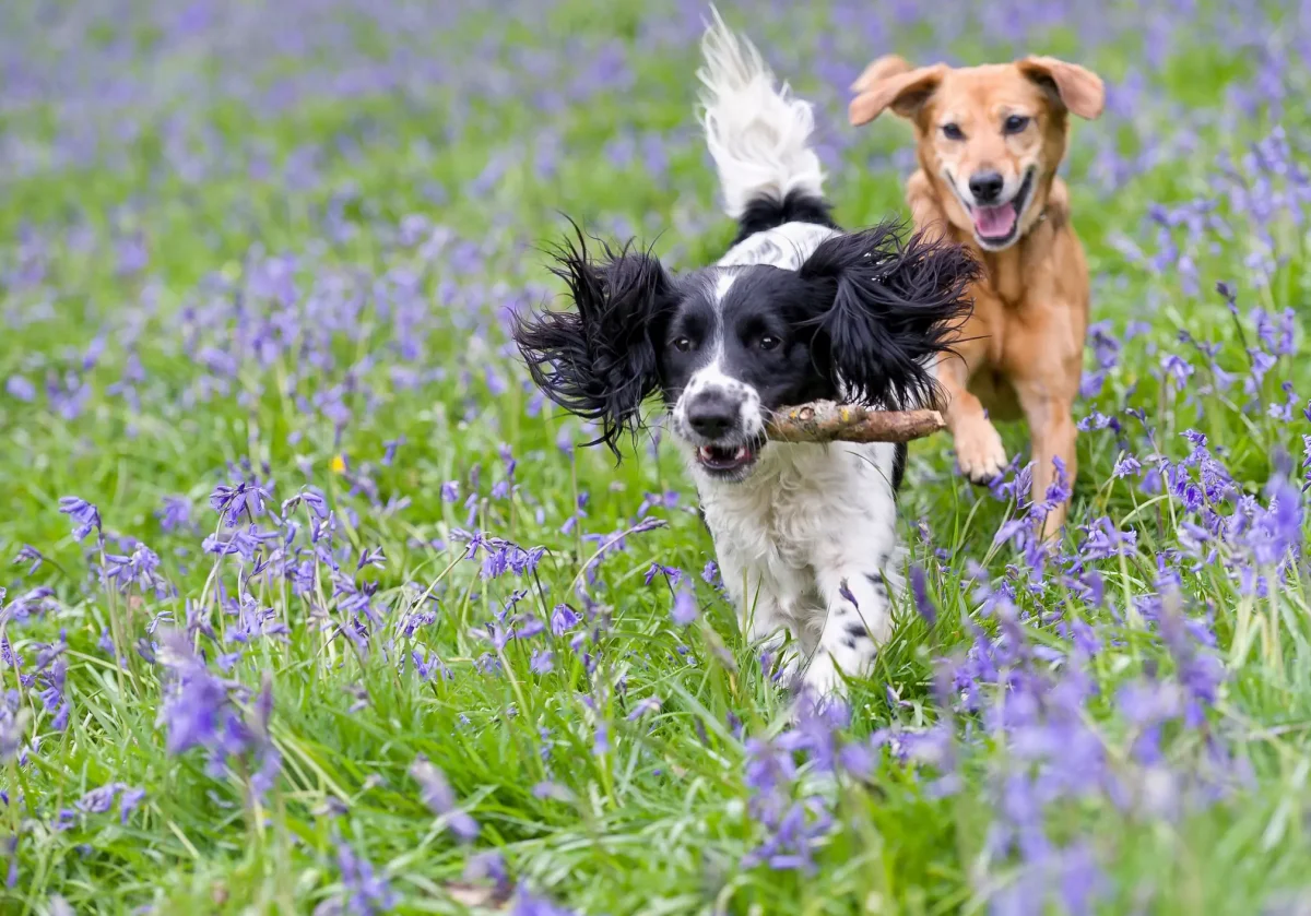 Zwei Hunde rennen über eine blühende Wiese – spielerisch, lebendig und frei. Symbolbild für abgesicherte Gesundheit durch eine Hundversicherung.