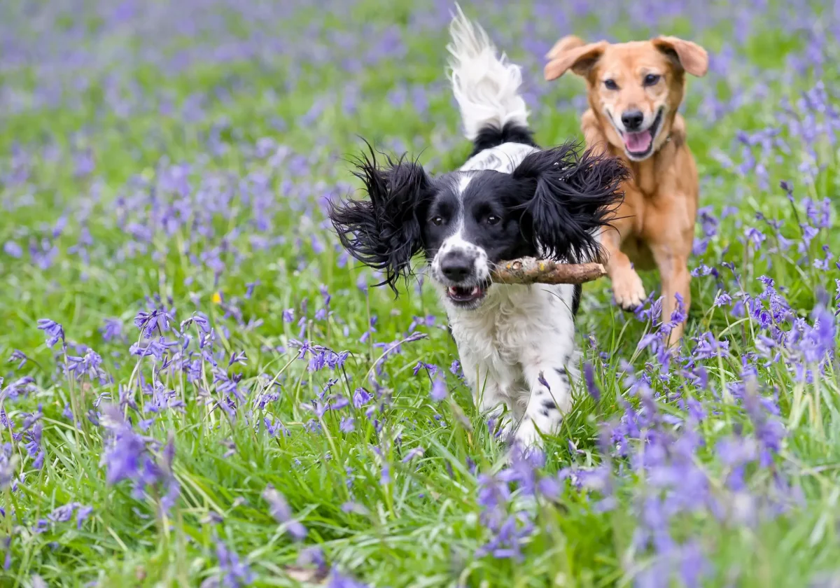 Zwei Hunde rennen über eine blühende Wiese – spielerisch, lebendig und frei. Symbolbild für abgesicherte Gesundheit durch eine Hundversicherung.