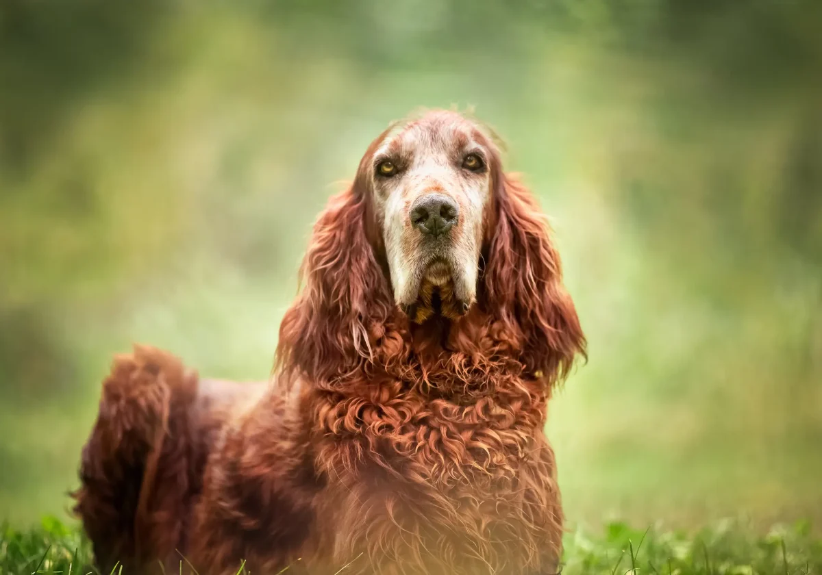 Irish Setter mit rotbraunem, welligem Fell liegt aufmerksam im Gras