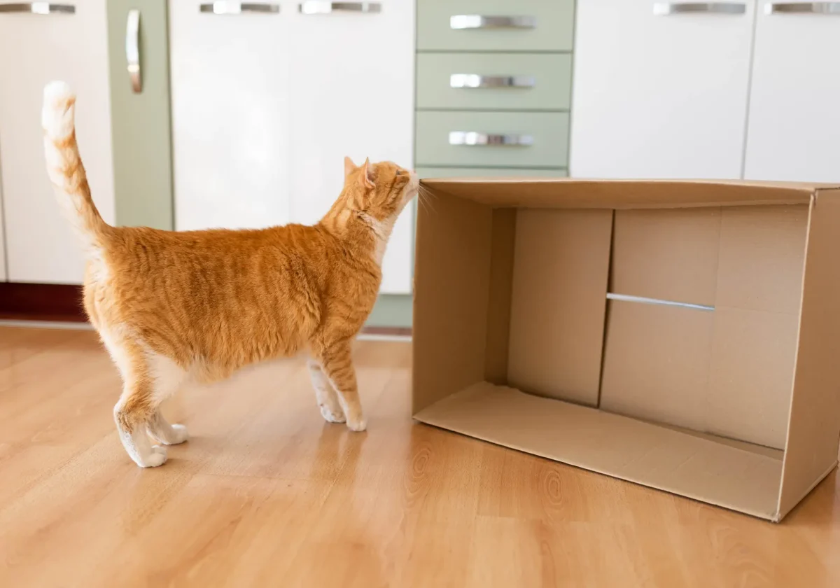 Rote Hauskatze erkundet neugierig einen offenen Umzugskarton in einer Küche mit Holzfußboden – Eingewöhnung im neuen Zuhause.