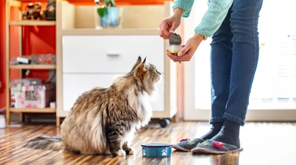 Eine Langhaarkatze sitzt vor einem Napf und beobachtet gespannt, wie eine Person eine Dose mit Nassfutter öffnet – Alltag beim Füttern.