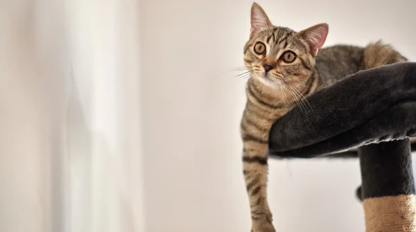 Katze-in-Wohnung-halten