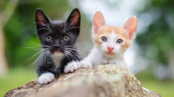 Zwei neugierige Katzenkinder – eines schwarz-weiß, das andere rot-weiß – sitzen gemeinsam auf einem Stein im Garten und blicken in die Kamera.