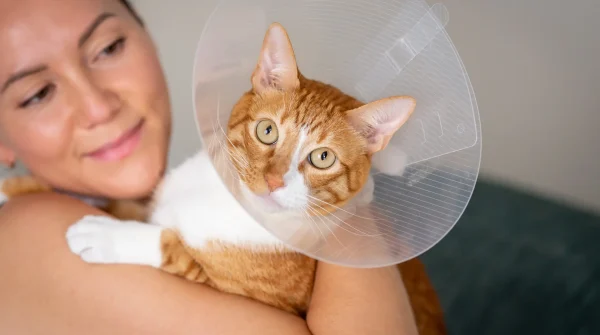 Katzen-OP-Versicherung