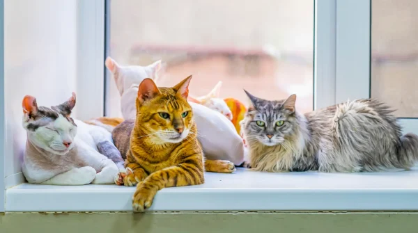 Mehrere Katzen verschiedener Rassen – u. a. Maine Coon, Orientalisch Kurzhaar und Sphynx – liegen nebeneinander auf einer Fensterbank.
