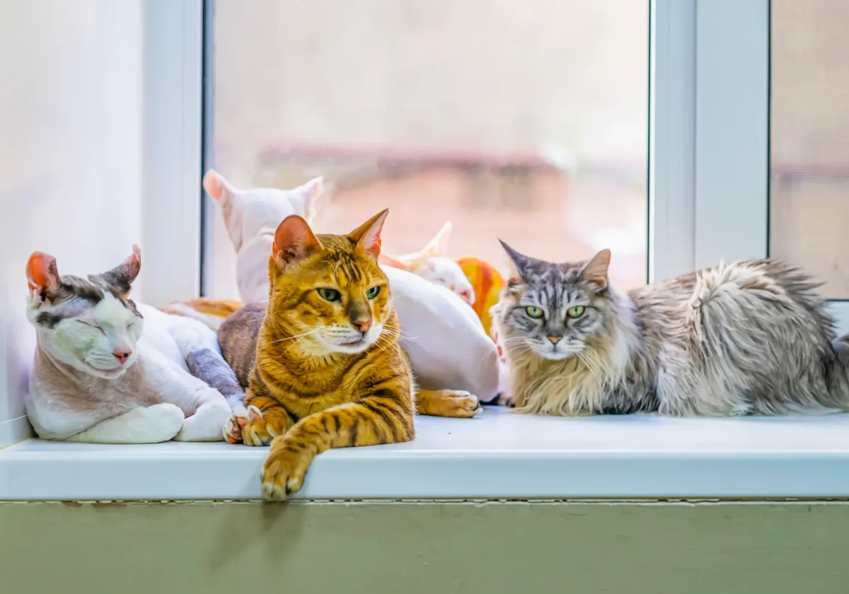 Mehrere Katzen verschiedener Rassen – u. a. Maine Coon, Orientalisch Kurzhaar und Sphynx – liegen nebeneinander auf einer Fensterbank.
