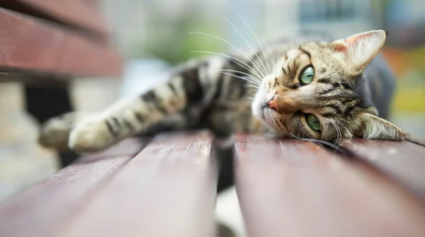 Getigerte Katze liegt entspannt auf einer Parkbank und blickt mit offenen Augen in die Kamera – Symbol für Sicherheit und Wohlbefinden.