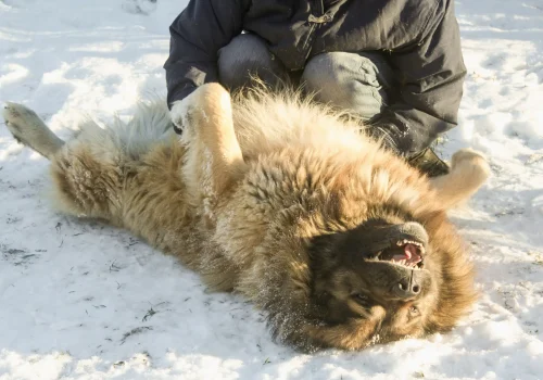 Ein kaukasischer Schäferhund liegt im Schnee auf dem Rücken und spielt ausgelassen mit einer Person in Winterkleidung.