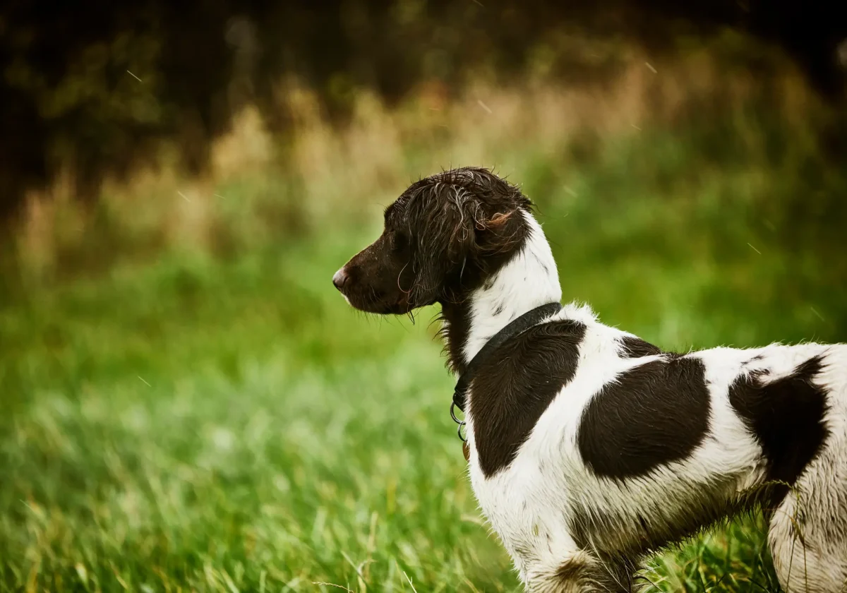 Kleiner Münsterländer Hund nass im Regen mit aufmerksamem Blick