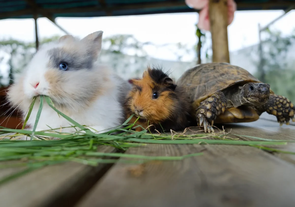 Ein Kaninchen, ein Meerschweinchen und eine Schildkröte fressen gemeinsam Gras auf einem Holztisch – Symbol für Kleintierhaltung.