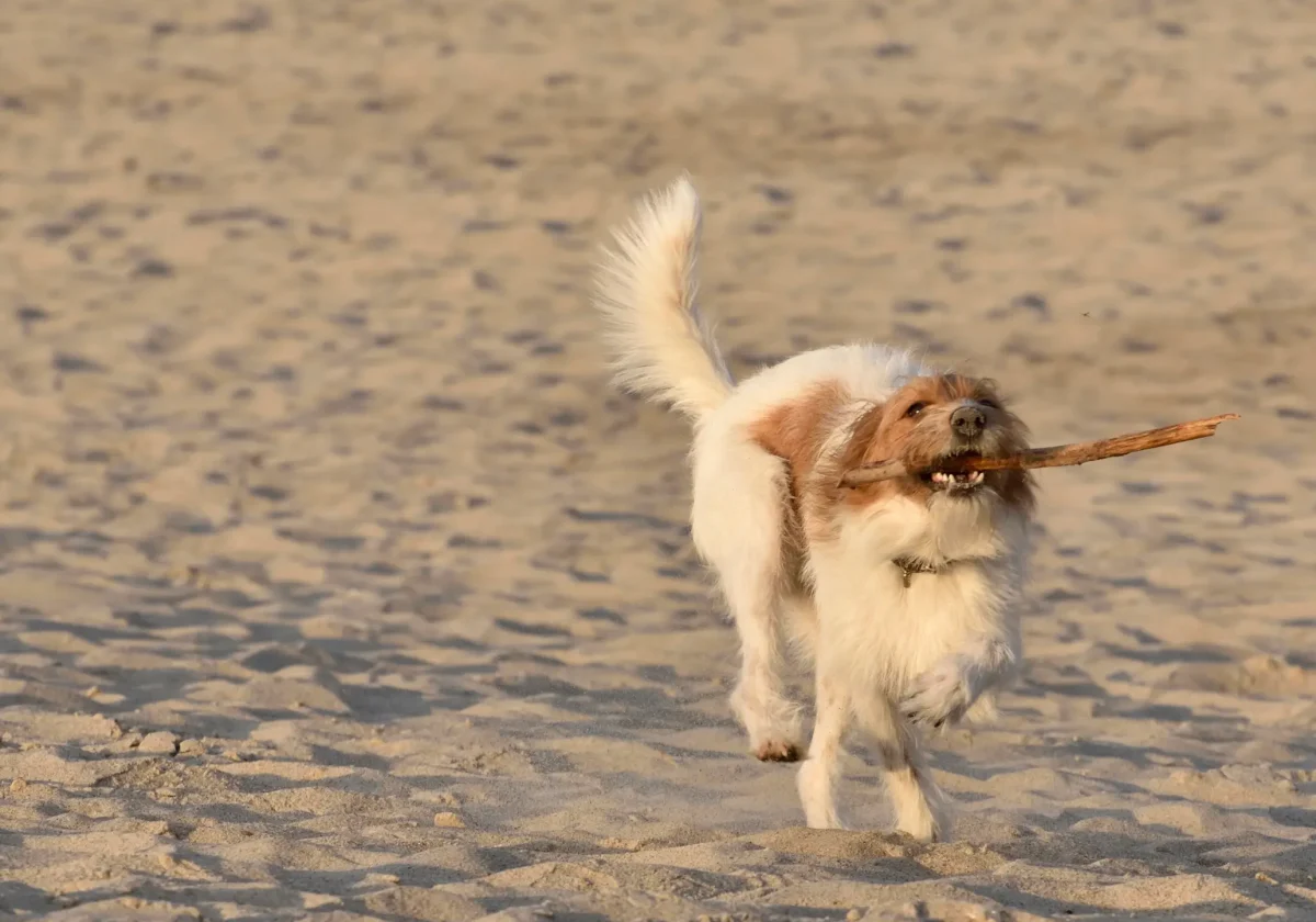 Kromfohrländer Hund rennt am Strand mit Stock im Maul