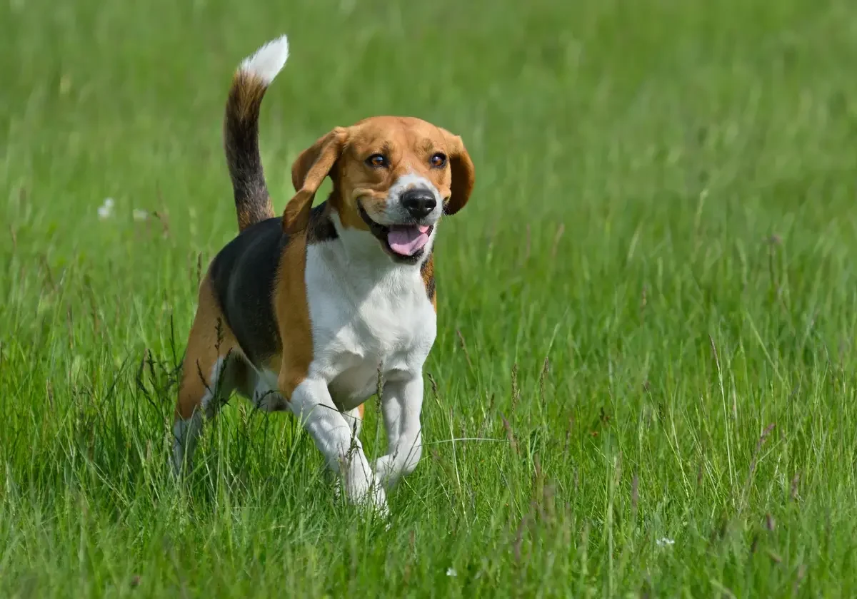 Ein fröhlicher Beagle läuft durch hohes grünes Gras und schaut mit offenem Maul in Richtung Kamera