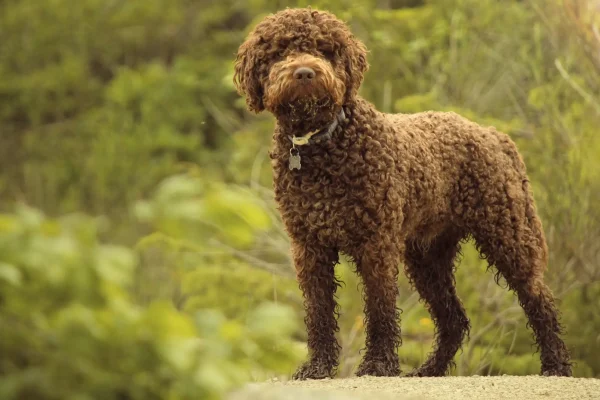 Lagotto Romagnolo mit braunem, lockigem Fell steht im Grünen und blickt aufmerksam nach vorn