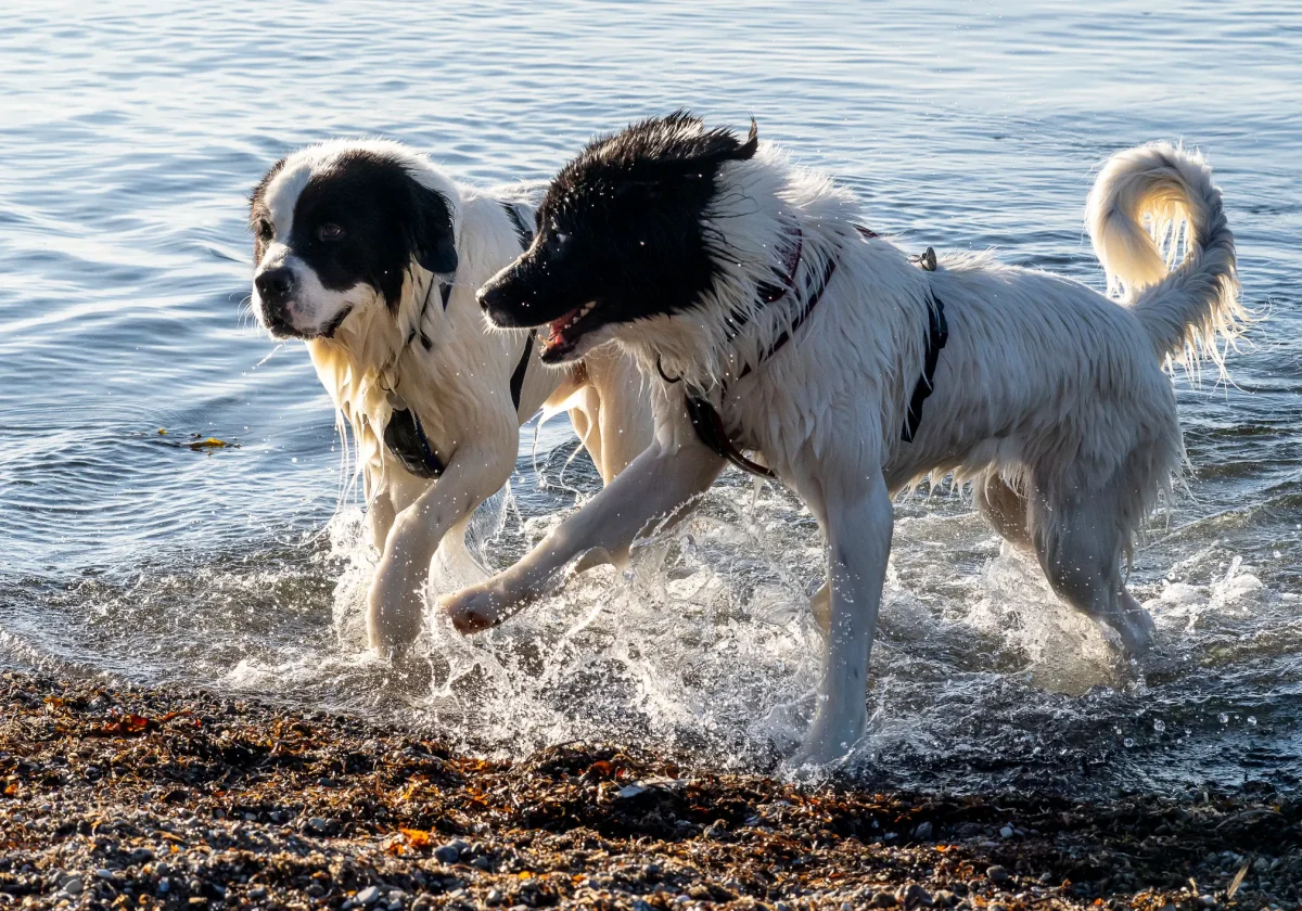 Zwei Landseer Hunde spielen im Wasser am Strand