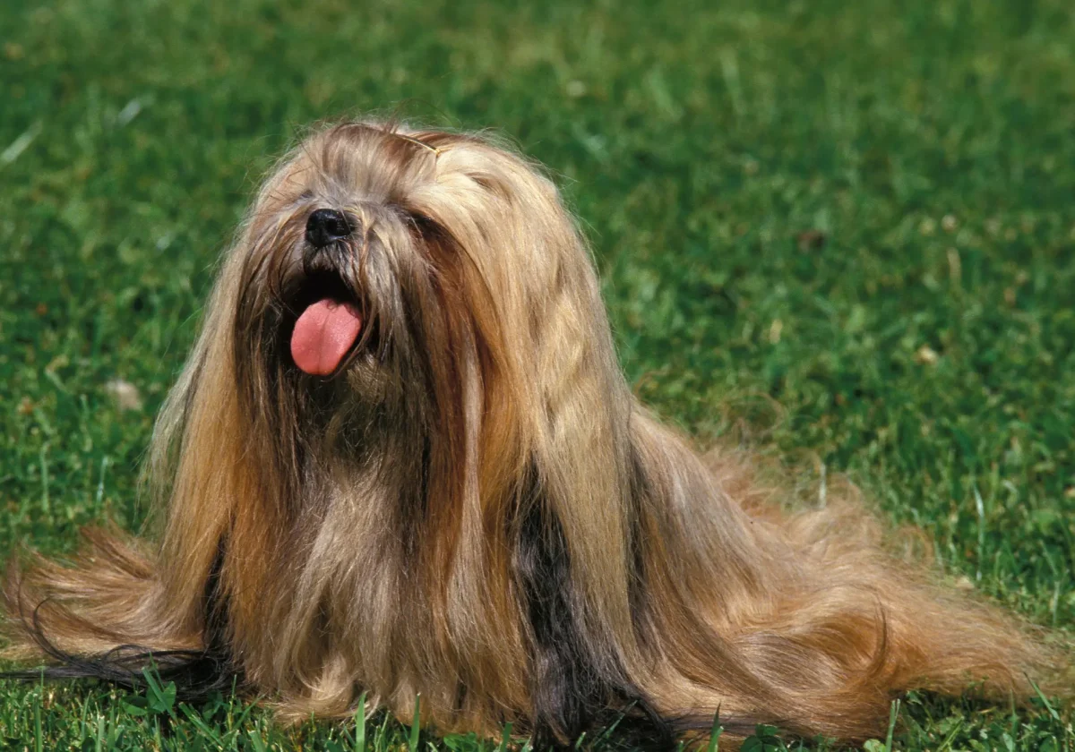 Lhasa Apso Hund mit langem, seidigem Fell auf einer Wiese