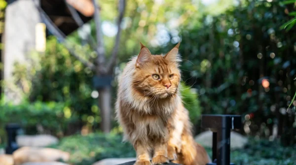 Maine-Coon