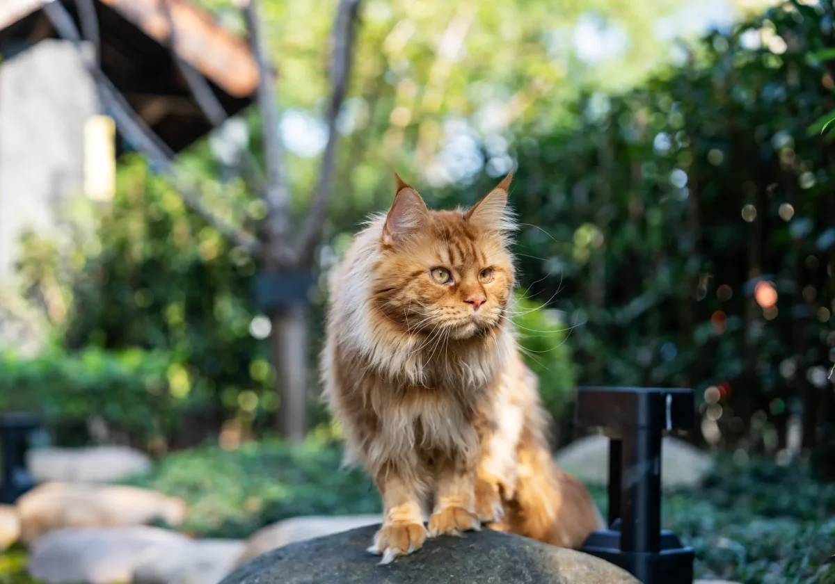 Eine rotbraune Maine-Coon-Katze mit langem Fell sitzt aufmerksam auf einem Stein im Garten, das Sonnenlicht fällt auf ihr Gesicht.