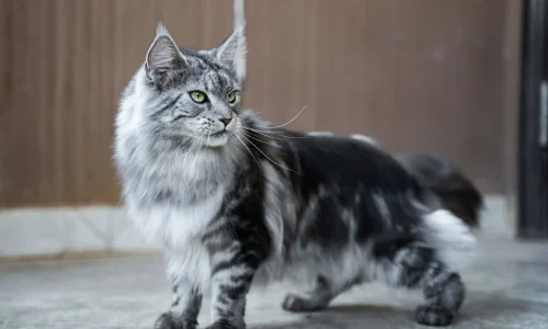 Große Maine-Coon-Katze mit langem Fell und buschigem Schwanz, aufmerksam stehend auf einem hellen Boden vor Holzwand.