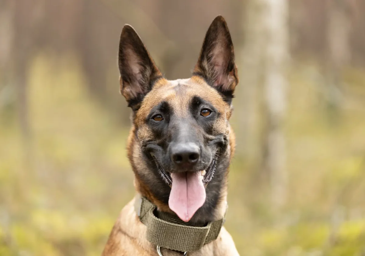 Porträt eines Belgischen Malinois mit offenem Maul und heraushängender Zunge