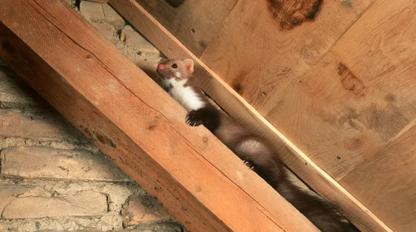 Steinmarder bewegt sich zwischen Holzbalken im Dachstuhl eines Hauses