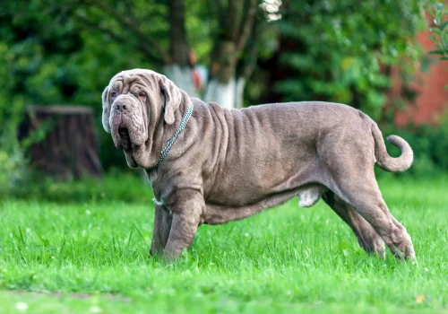 Ein Mastino Napoletano mit faltiger Haut steht im Garten auf einer Wiese und blickt ruhig in Richtung Kamera.