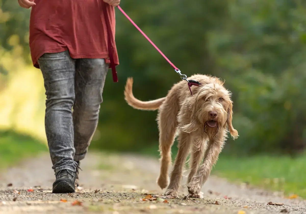 NV-Versicherungen-Hundehaftpflicht Ein zotteliger Hund wird beim Spaziergang an der Leine über einen Waldweg geführt