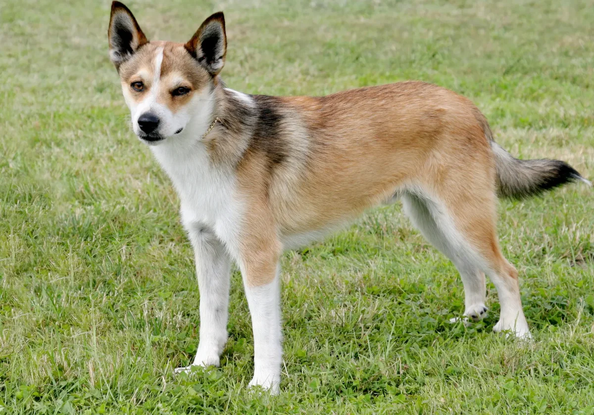 Norwegischer Lundehund mit braun-weißem Fell steht aufmerksam auf einer grünen Wiese