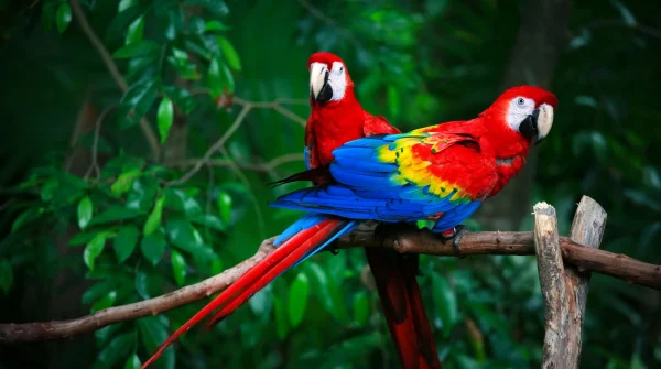 Zwei bunte Papageien sitzen auf einem Ast im dichten Grün – Symbol für exotische Vögel, die besonderen Versicherungsschutz benötigen.