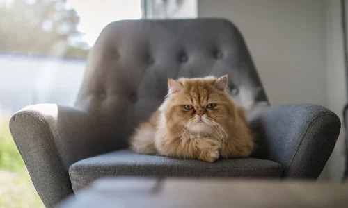 Perserkatze