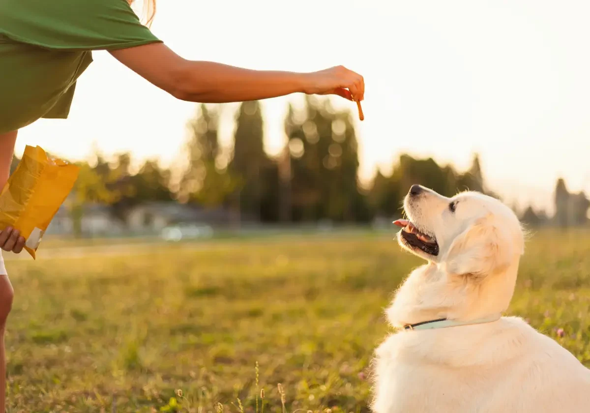 Ein Golden Retriever sitzt auf einer Wiese im Abendlicht und schaut erwartungsvoll auf ein Leckerli