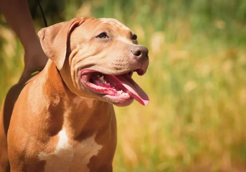 Ein hellbrauner Pitbull mit weißer Brust steht an der Leine auf einer Wiese und blickt mit offenem Maul in die Ferne.