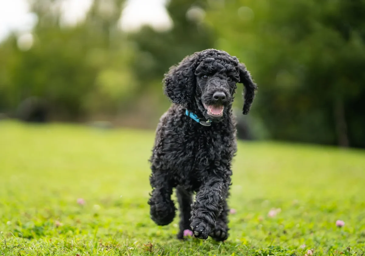 Schwarzer Pudel mit lockigem Fell läuft über eine Wiese