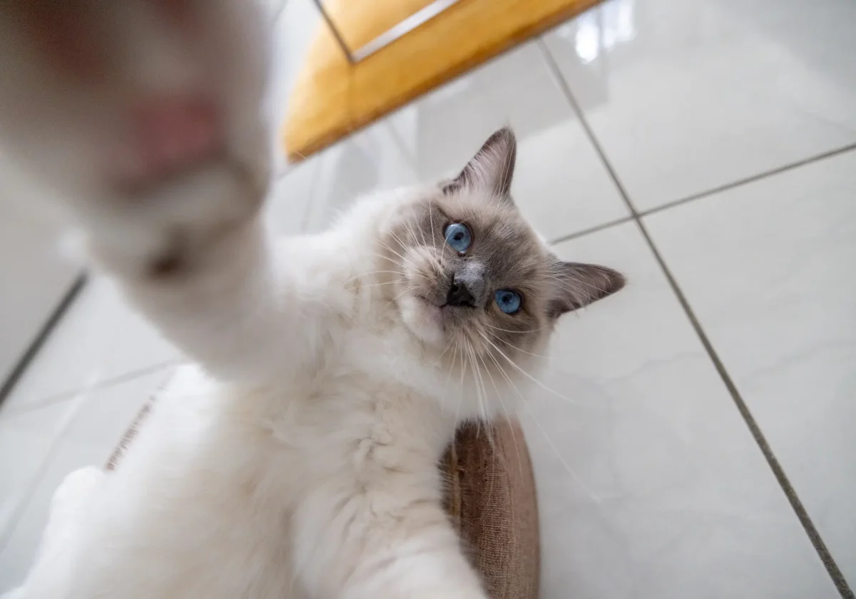 Ragdoll-Katze mit blauen Augen liegt auf dem Boden und streckt neugierig die Pfote Richtung Kamera.