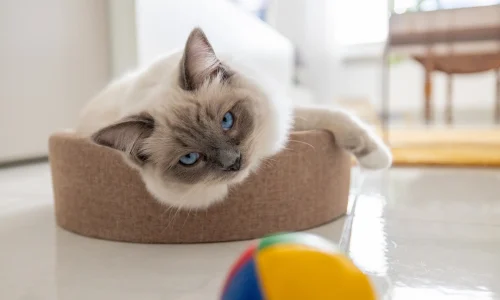 Ragdoll Ragdoll-Katze mit blauen Augen liegt entspannt in einem Körbchen und schaut eine bunte Spielkugel an.