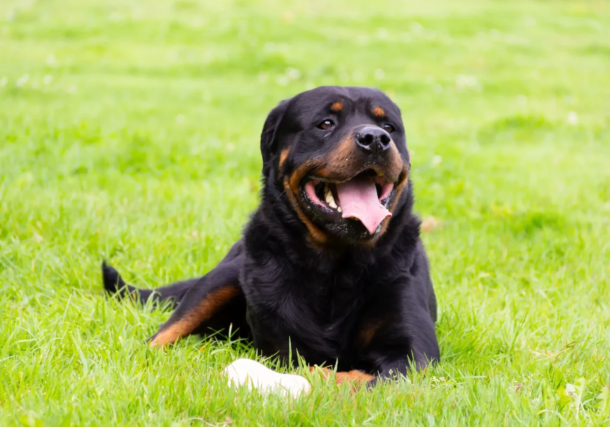 Rottweiler liegt entspannt auf einer grünen Wiese und schaut mit offenem Maul freundlich in die Kamera