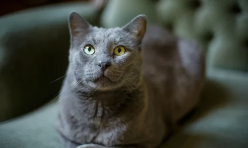 Russisch-Blau-Katze mit samtig grauem Fell und grünen Augen liegt entspannt auf einem grünen Polstersessel und blickt aufmerksam nach oben.