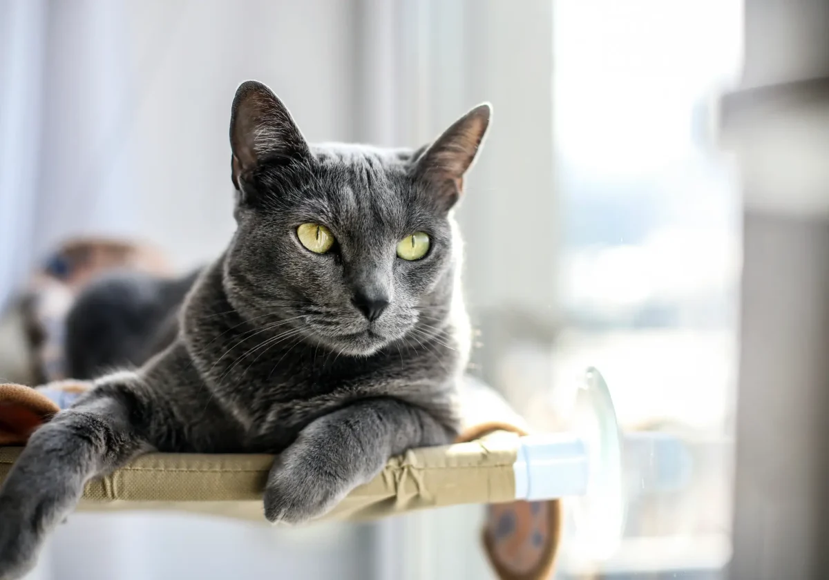Russisch-Blau-Katze liegt entspannt auf einer Fensterliege und schaut mit ihren markant grünen Augen aufmerksam in die Ferne.