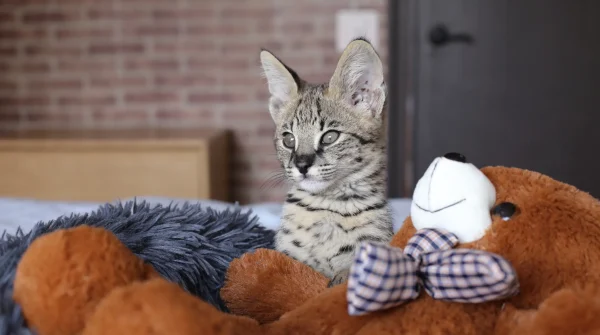 Savannah-Kitten