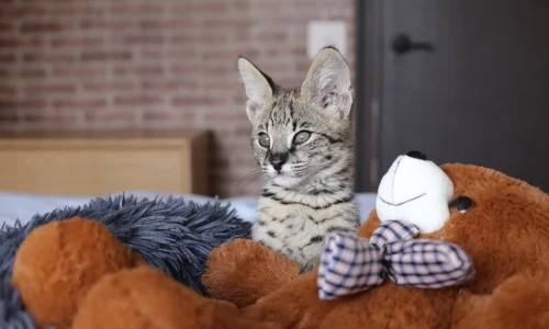 Savannah Kitten Ein Savannah-Kitten mit großen Ohren sitzt auf einem Bett neben einem Plüschbären – die exotische Hybridkatze wirkt aufmerksam und neugierig.