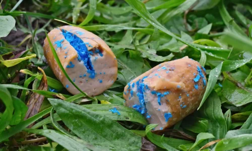 Schneckenkorn Aufgeschnittene Wurst mit blauem Schneckenkorn – gefährlicher Giftköder, der für Hunde lebensbedrohlich sein kann.