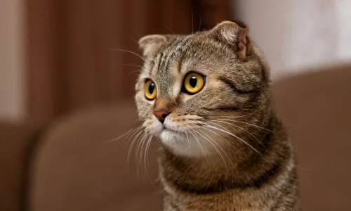 Scottish-Fold