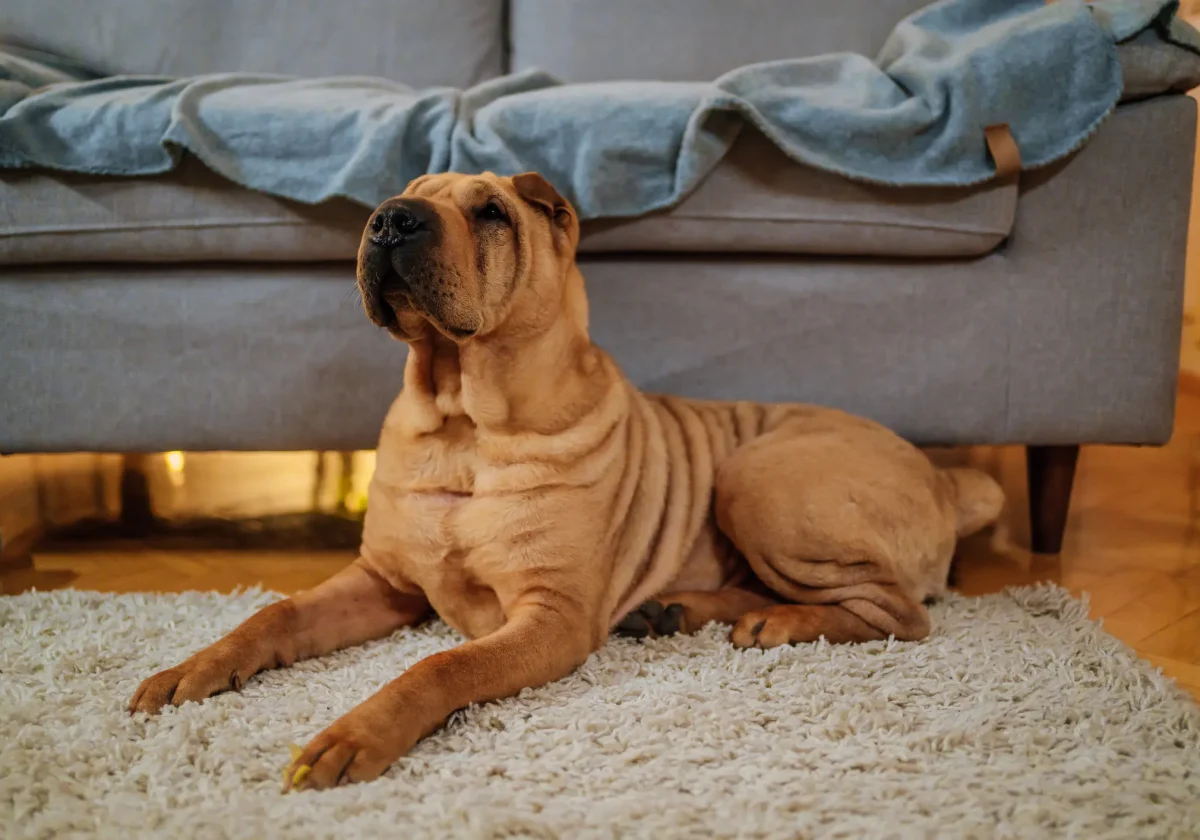 Shar-Pei mit braunem Fell liegt entspannt auf einem Teppich im Wohnzimmer vor einem Sofa