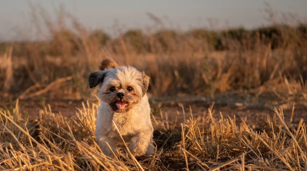 Shih Tzu mit hellem Fell läuft durch trockenes Grasfeld in der Abendsonne