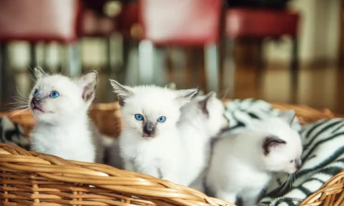 Siam-Katze