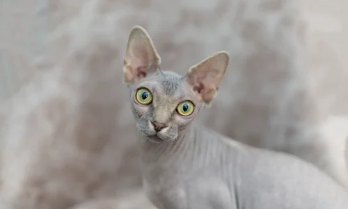 Sphynx-Katze Sphynx-Katze ohne Fell mit großen Ohren und auffallend grünen Augen, sitzt aufmerksam vor verschwommenem Hintergrund.