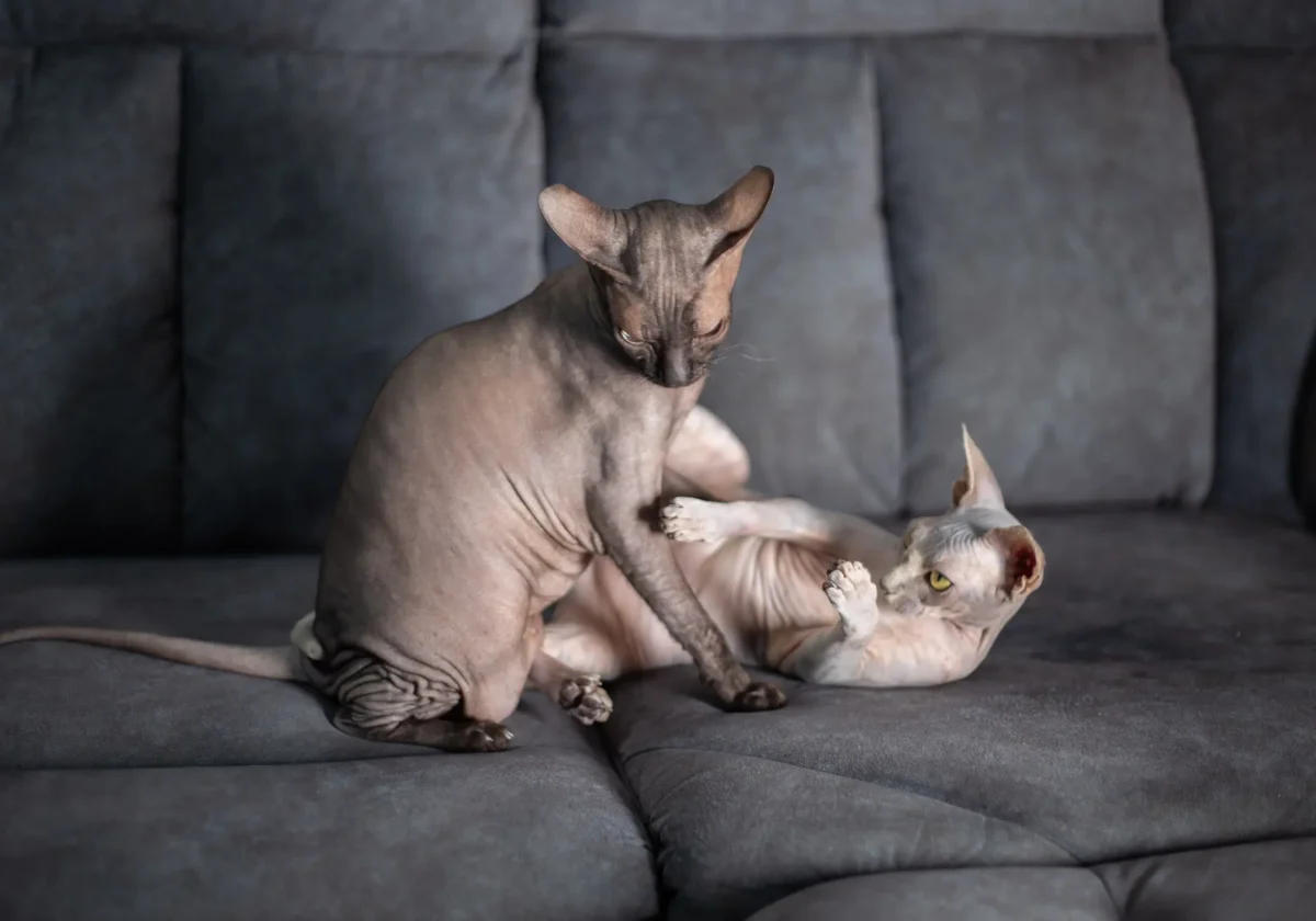 Zwei Sphynx-Katzen spielen auf einem grauen Sofa – eine sitzt, die andere liegt auf dem Rücken und schaut neugierig nach oben.