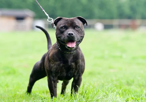 Ein Staffordshire Bullterrier an der Leine steht auf einer grünen Wiese und blickt freundlich mit offenem Maul in Richtung Kamera.