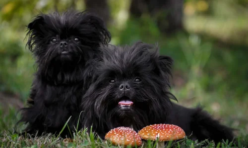 Zwei schwarze Affenpinscher mit zotteligem Fell sitzen auf einer Wiese neben zwei auffälligen Fliegenpilzen im Wald.