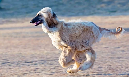 Steckbrief-Afghanischer-Windhund