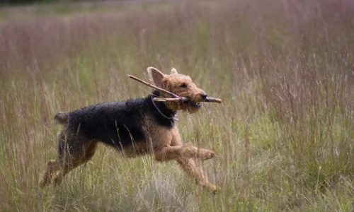 Steckbrief-Airedale-Terrier